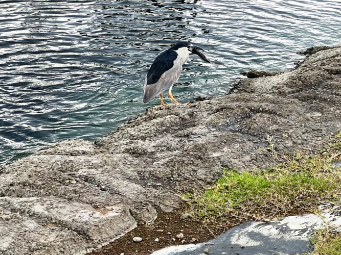 Photo of the Day: Fishing Heron
